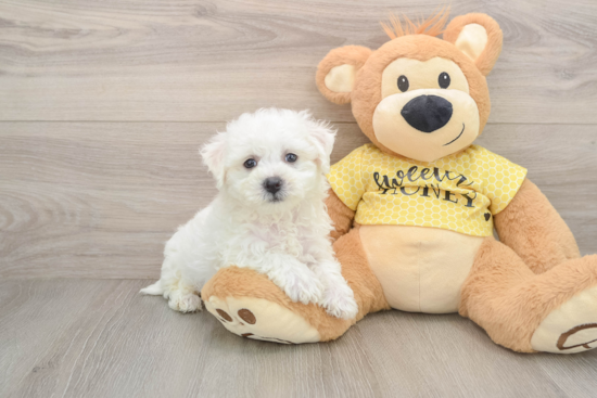 Happy Bichon À Poil Frisé Purebred Puppy