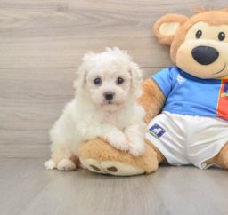 5 week old Bichon Frise Puppy For Sale - Premier Pups