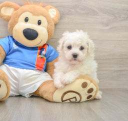 5 week old Bichon Frise Puppy For Sale - Premier Pups