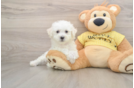 Funny Bichon Frise Purebred Pup