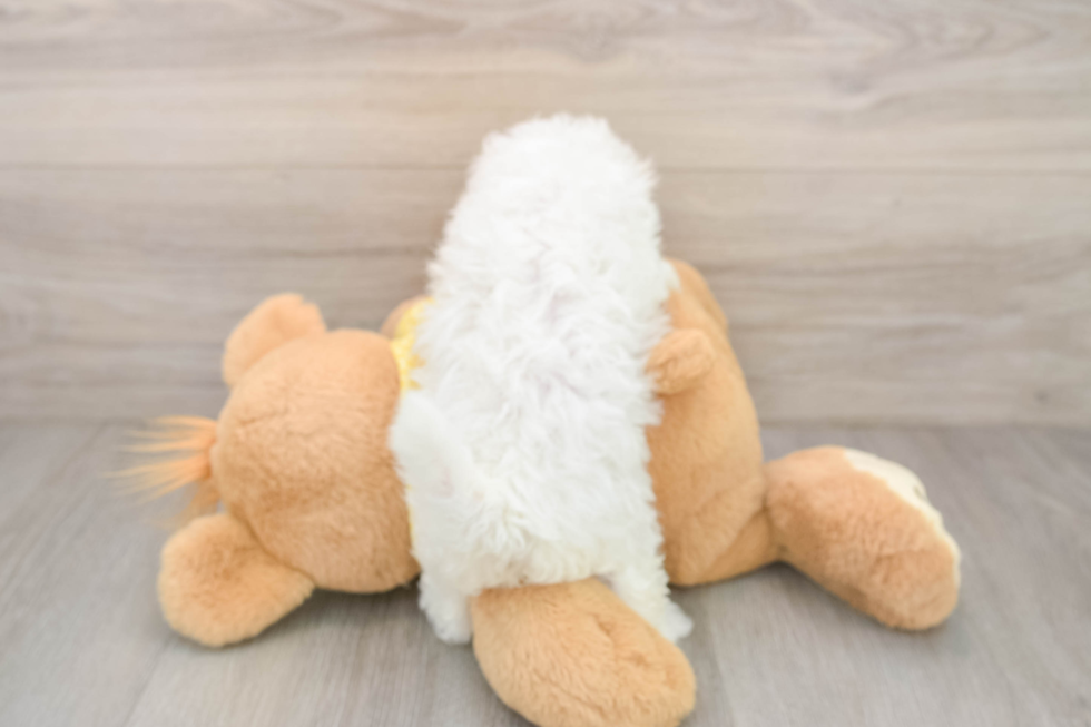 Popular Bichon Frise Purebred Pup