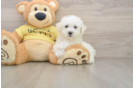 Best Bichon Frise Baby