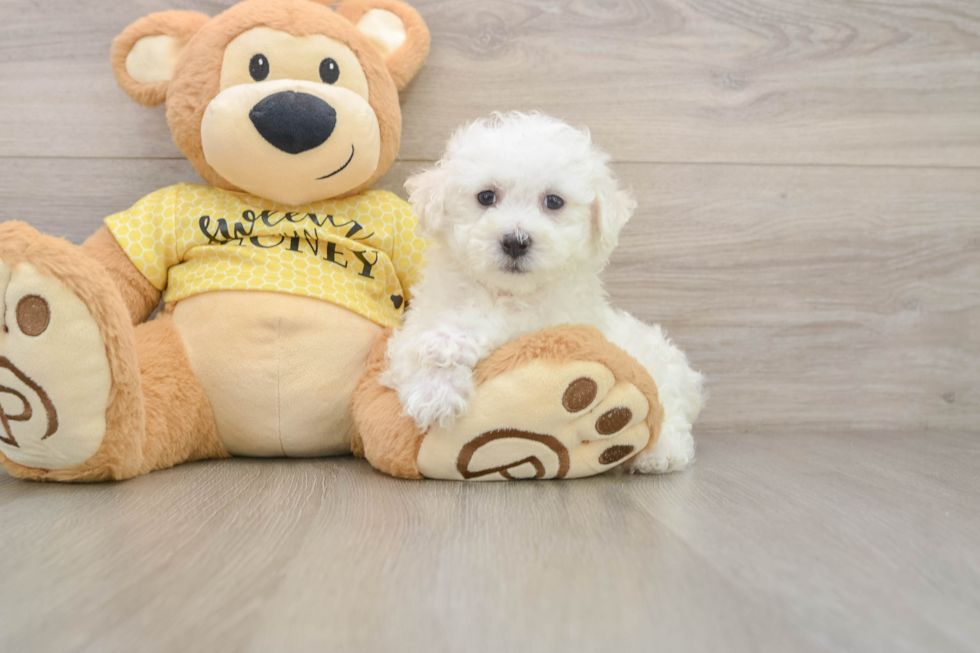 Best Bichon Frise Baby