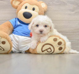 5 week old Bichon Frise Puppy For Sale - Premier Pups