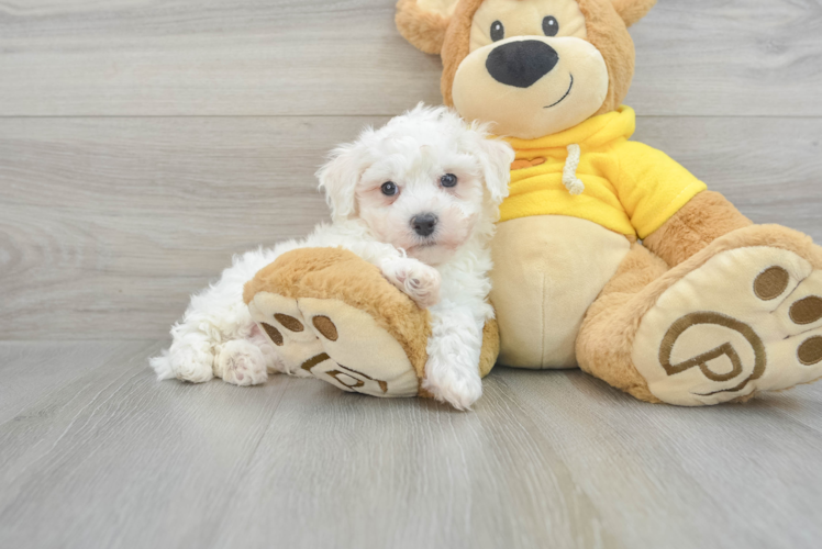 Fluffy Bichon Frise Purebred Puppy