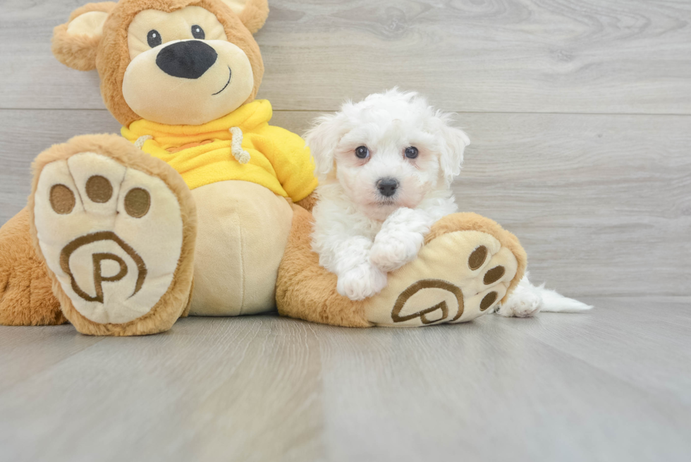 Playful Bichon Frise Purebred Pup