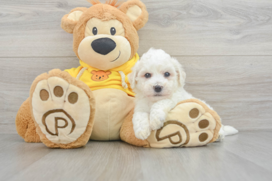 Bichon Frise Puppy for Adoption