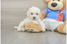 Hypoallergenic Bichon Frise Purebred Pup