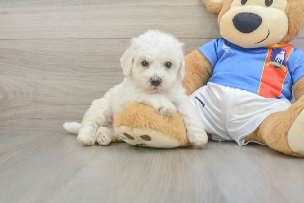 Hypoallergenic Bichon Frise Purebred Pup