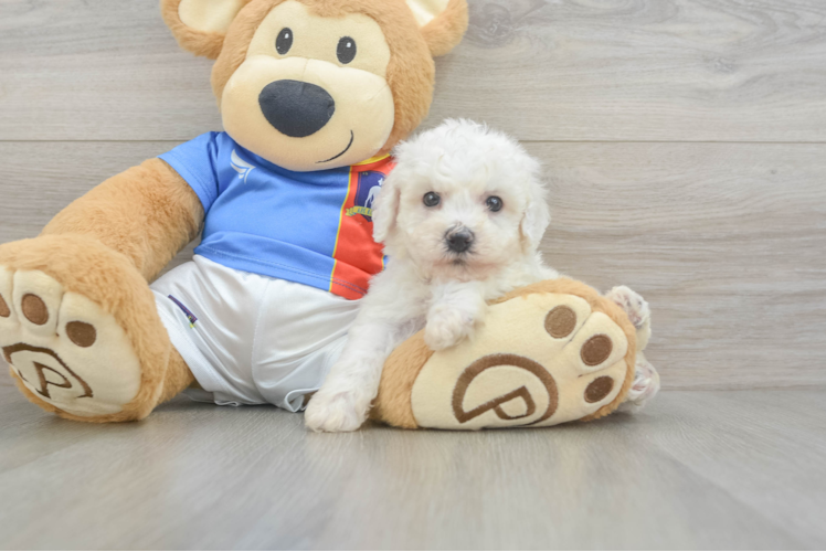 Best Bichon Frise Baby