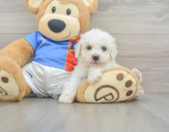 5 week old Bichon Frise Puppy For Sale - Premier Pups