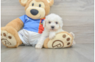 Best Bichon Frise Baby