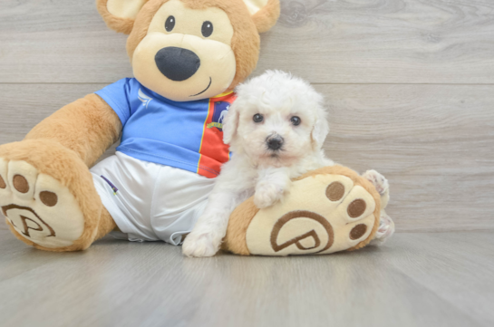 Best Bichon Frise Baby