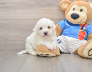 5 week old Bichon Frise Puppy For Sale - Premier Pups
