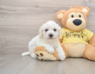 5 week old Bichon Frise Puppy For Sale - Premier Pups