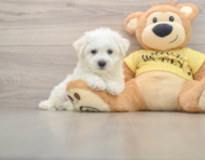 6 week old Bichon Frise Puppy For Sale - Premier Pups
