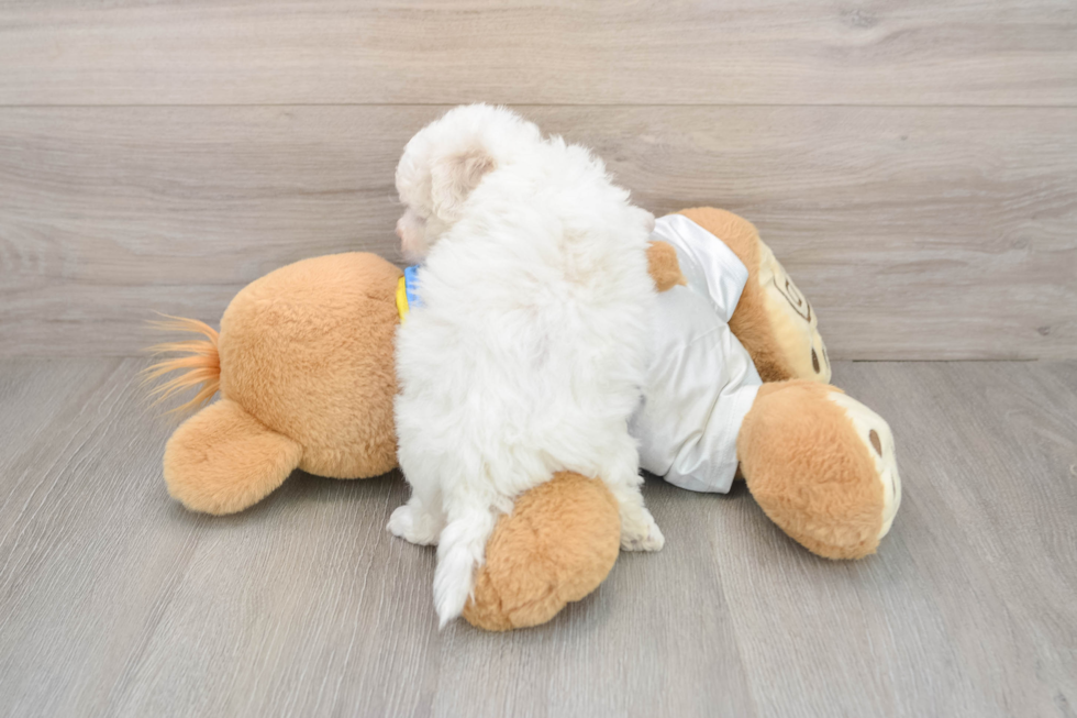 Bichon Frise Puppy for Adoption