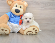 5 week old Bichon Frise Puppy For Sale - Premier Pups