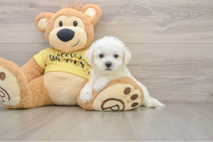Bichon Frise Pup Being Cute