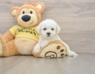 6 week old Bichon Frise Puppy For Sale - Premier Pups