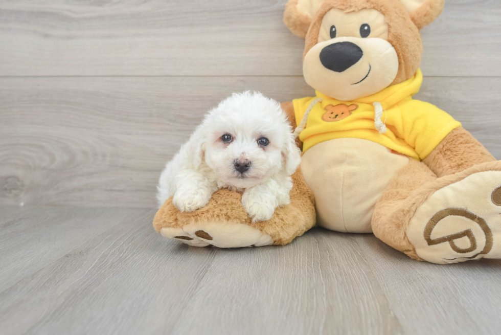 Bichon Frise Puppy for Adoption