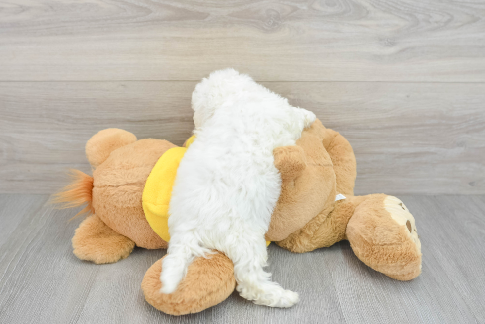 Hypoallergenic Bichon Frise Purebred Pup