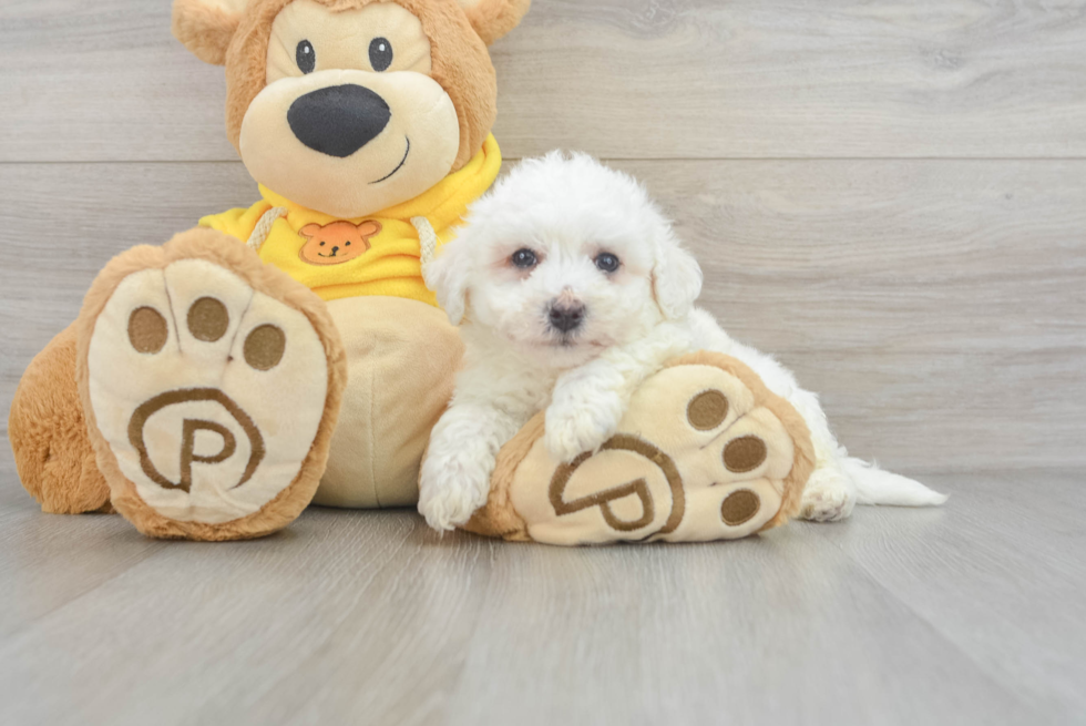 Friendly Bichon Frise Baby