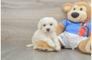 Smart Bichon À Poil Frisé Purebred Puppy
