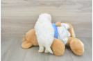 Bichon Frise Puppy for Adoption