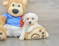 5 week old Bichon Frise Puppy For Sale - Premier Pups