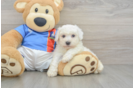 Funny Bichon Frise Baby
