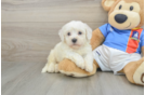 Bichon Frise Pup Being Cute