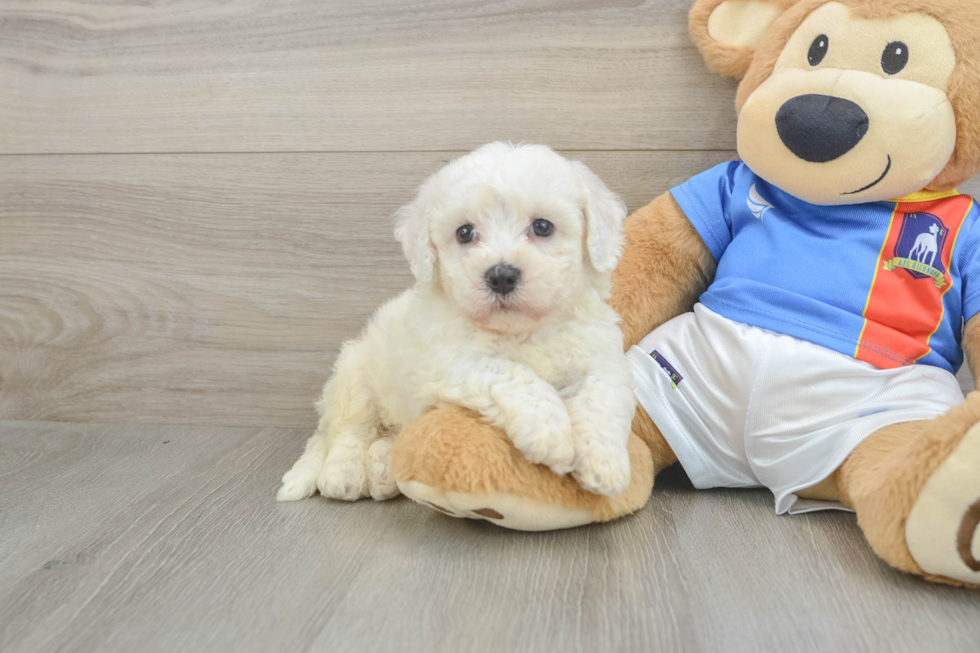 Bichon Frise Pup Being Cute