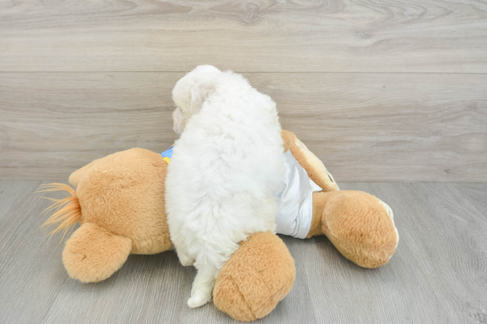 Bichon Frise Pup Being Cute
