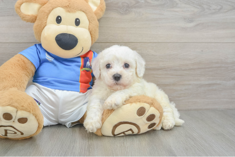 Small Bichon Frise Purebred Pup