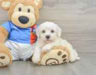 5 week old Bichon Frise Puppy For Sale - Premier Pups