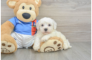 Small Bichon Frise Purebred Pup