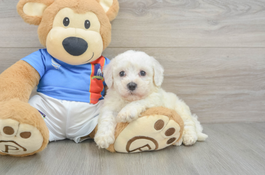 Small Bichon Frise Purebred Pup