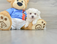 5 week old Bichon Frise Puppy For Sale - Premier Pups