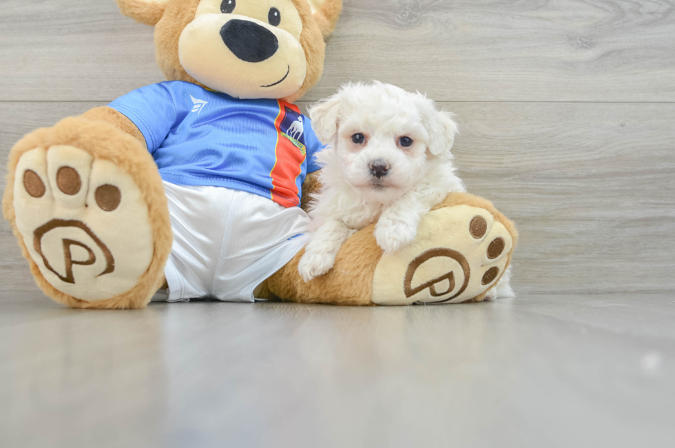 7 week old Bichon Frise Puppy For Sale - Premier Pups