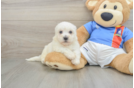 Best Bichon Frise Baby