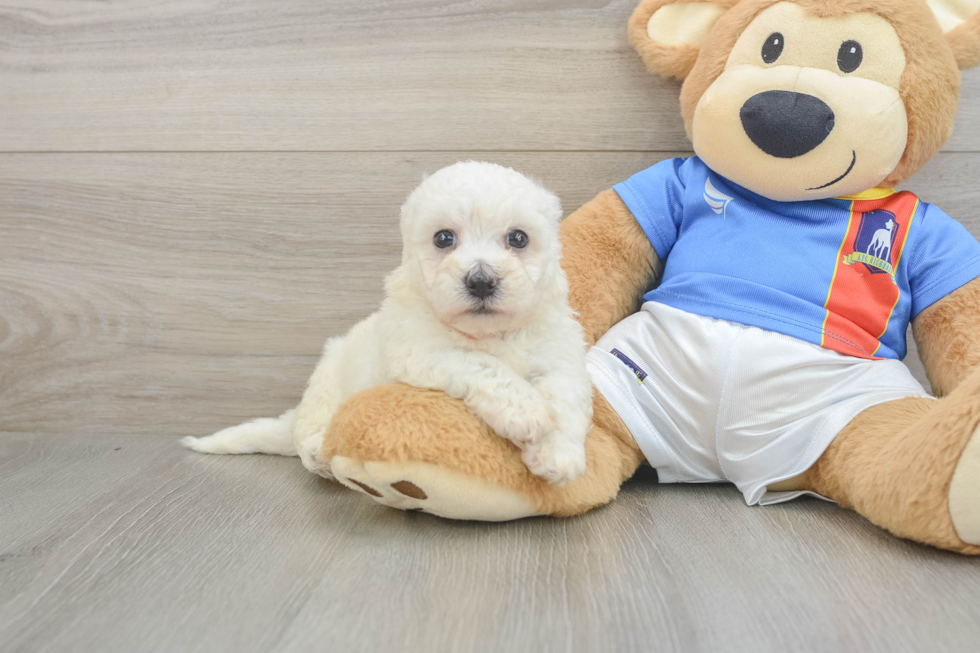 Best Bichon Frise Baby