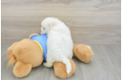 Bichon Frise Pup Being Cute