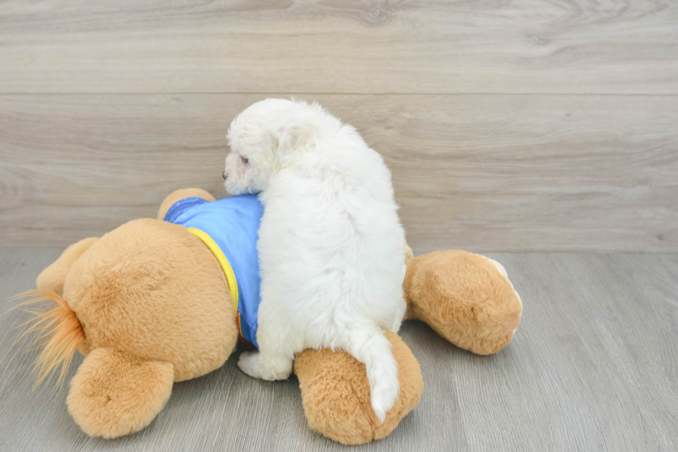 Bichon Frise Pup Being Cute