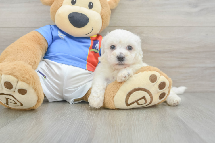 Funny Bichon Frise Purebred Pup