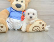6 week old Bichon Frise Puppy For Sale - Premier Pups