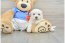 Funny Bichon Frise Purebred Pup