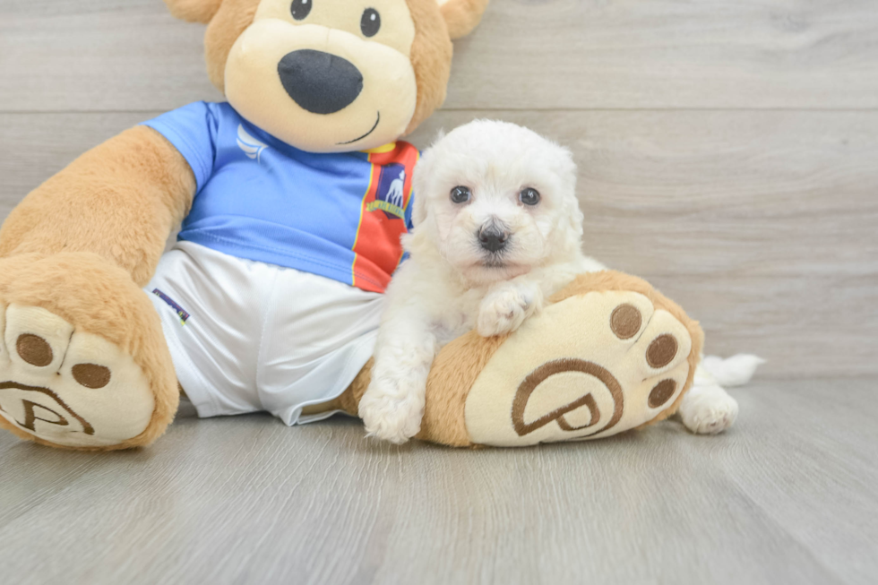 Funny Bichon Frise Purebred Pup