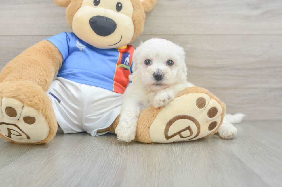 5 week old Bichon Frise Puppy For Sale - Premier Pups