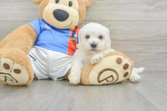 Funny Bichon Frise Purebred Pup